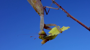 掠食性蚂蚁正在吃蝴蝶32秒视频