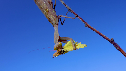 掠食性蚂蚁正在吃蝴蝶, 欧洲的(mantis religiosa)视频