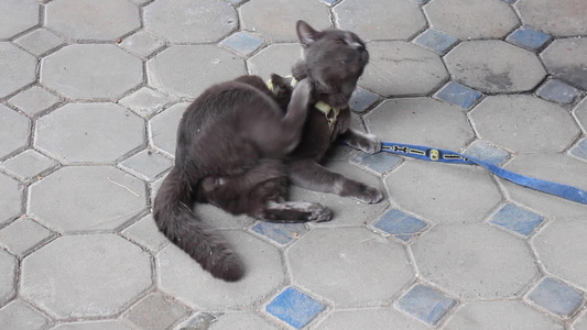 地板上的猫视频