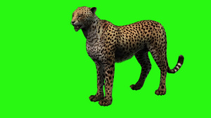 猎豹开始在绿屏幕上运行13秒视频