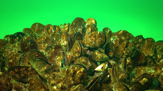 小型甲壳动物巴勒努斯在浮游生物中食用甲状腺视频