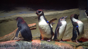 探险水族馆小企鹅29秒视频