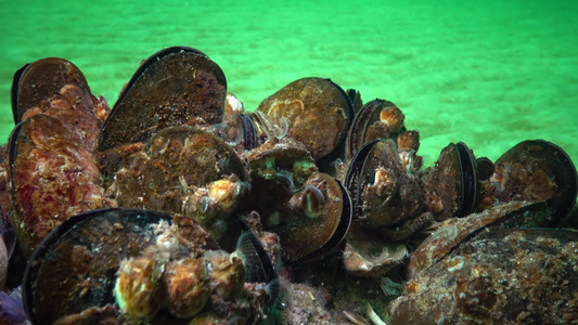 小型甲壳动物巴勒努斯在浮游生物中食用甲状腺、甲状腺(Mytilus galloprovencialis)和黑海视频