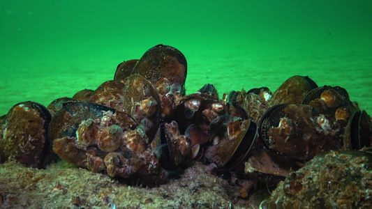 小型甲壳动物巴勒努斯在浮游生物中食用甲状腺、甲状腺(Mytilus galloprovencialis)和黑海视频