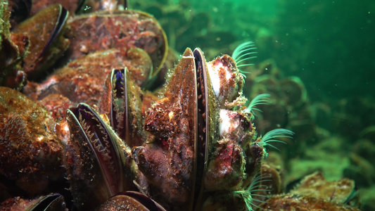 小型甲壳动物巴勒努斯在浮游生物上食用甲基海螺(Mytilus galloprovencialis),黑海视频