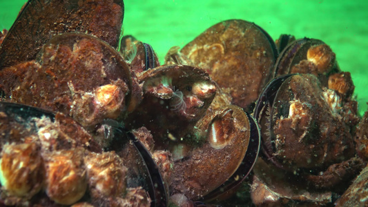小型甲壳动物巴勒努斯在浮游生物中食用甲状腺、甲状腺(Mytilus galloprovencialis)和黑海视频