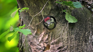 浮雕中发现的大斑斑木鸟31秒视频