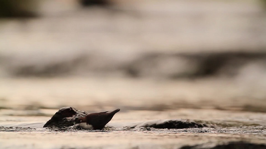 野生小鸟落在水中的石头上视频