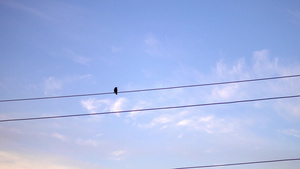 电线杆上的鸟儿15秒视频