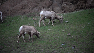 大角羊是北达科他州最稀有的大型野生动物物种15秒视频