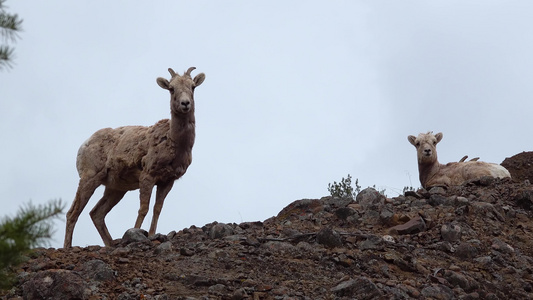 山坡、蒙大拿、乌亚山丘上的大角羊(其他金刚羊)a视频