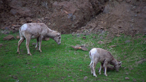 大角羊是北达科他州最稀有的大型野生动物物种23秒视频
