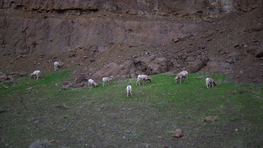 动物吃草。大角羊 (Ovis canadensis) 是北达科他州最稀有的大型野生动物物种视频