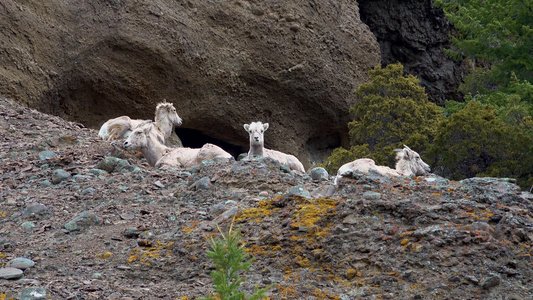 山坡上的大绵羊,蒙大拿山和乌亚山丘上的绵羊视频