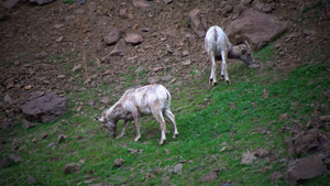 大角羊是北达科他州最稀有的大型野生动物物种19秒视频