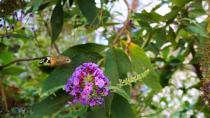 在夏季花园飞行的飞蛾7秒视频