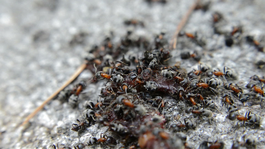 黑蚂蚁在一条死蠕虫上密闭视频