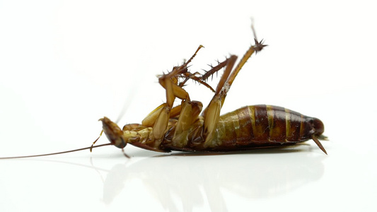 蟑螂(blattella asahinia)喷洒杀虫剂,并躺在白色背景、哮喘和过敏触发器上,用于宣传杀虫剂概念视频
