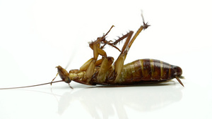对蟑螂喷洒杀虫剂后躺在白色背景上11秒视频