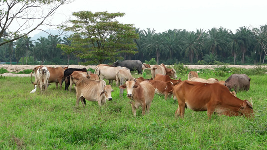 牛在露天田里吃草视频