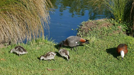 与婴儿一起的野鸭 在河附近的植物园,克里斯蒂奇视频