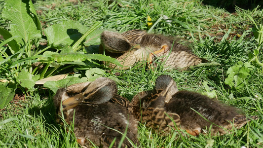 野鸭一家人一起睡在植物园视频