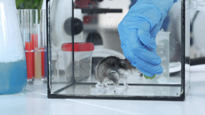 科学家让仓鼠食用有机材料来进行实验20秒视频