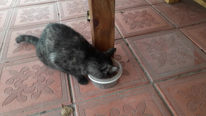 猫只吃碗里的干猫粮11秒视频