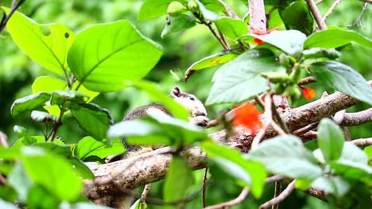 松鼠在树枝上种果实视频