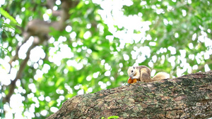 松鼠在树枝上吃园里的果实31秒视频