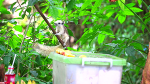 松鼠在吃花园果实42秒视频