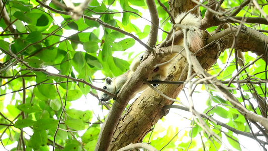 松松鼠等待,挂在树枝上 向前看镜头视频