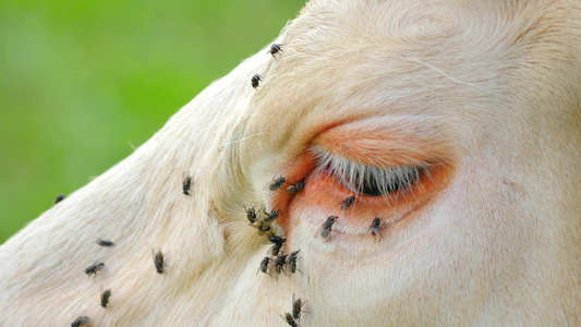 苍蝇坐着或跑到牛眼中。 在阳光明媚的炎热日子里,白牛在草地上流泪视频