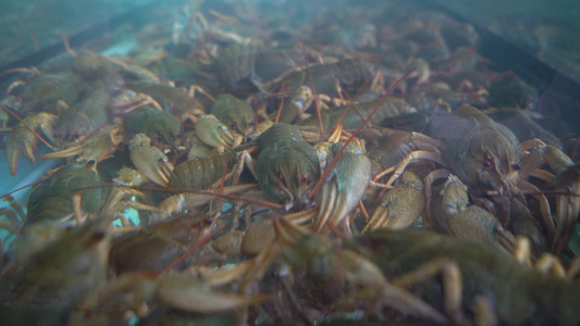 水族馆的活龙虾,近距离拍摄视频