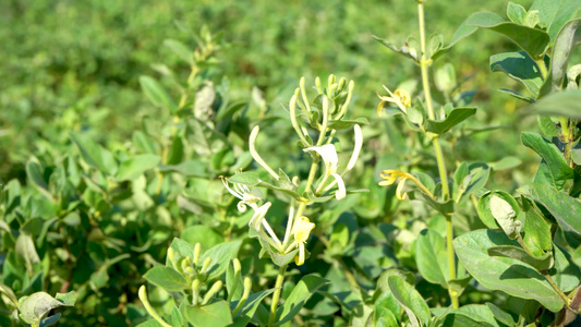 金银花种植视频