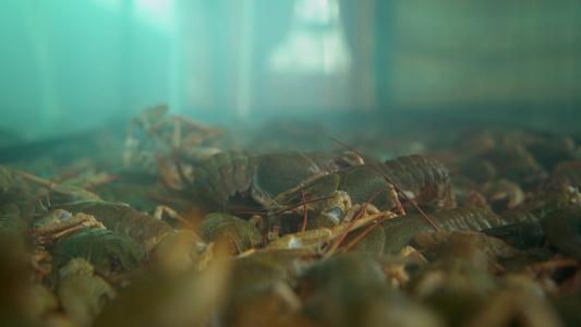 在水族馆上爬行的活龙虾 近距离拍摄视频