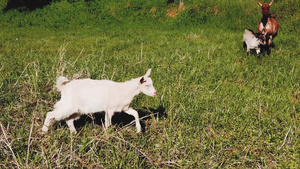 山羊宝宝在草地上走路的慢动作26秒视频