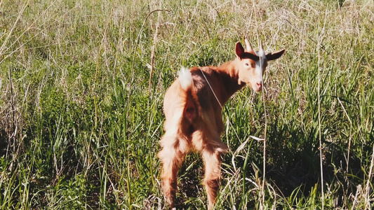 小山羊视频