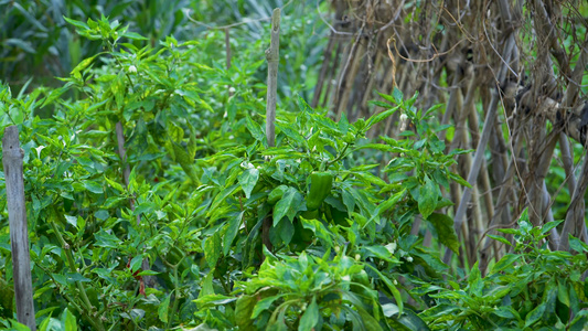 菜园里种植的辣椒视频