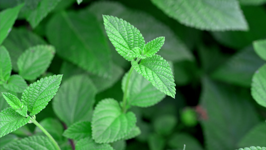 植物昆虫微距摄影实拍视频