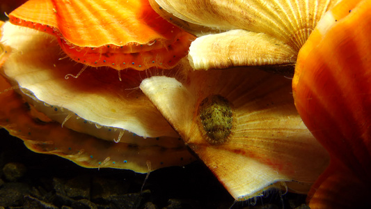 古老的装甲软体动物(chiton polii),在乌蛤平滑扇贝(flecopecten glaber pont视频