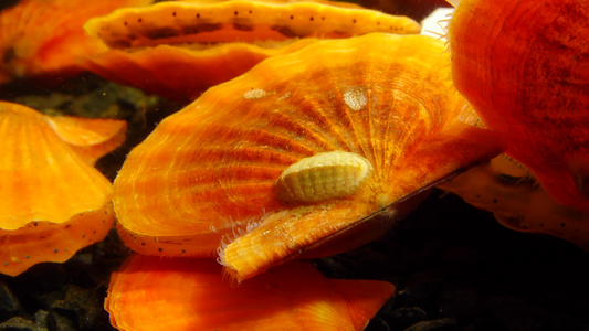 古老的装甲软体动物(chiton polii),在乌蛤平滑扇贝(flecopecten glaber pont视频