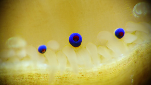 两valevy 软体动物平滑扇贝(flecopecten glaber ponticus),黑海地壳上的小蓝眼视频