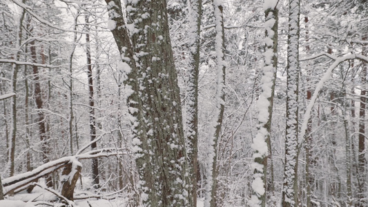 寒冷冬季森林树木积雪唯美雪景视频