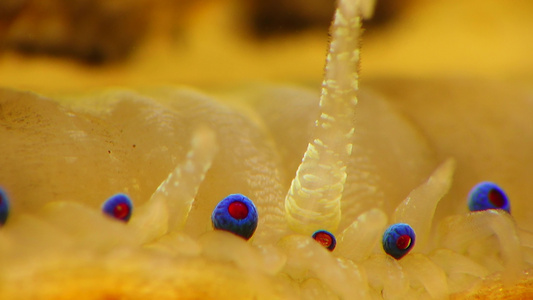 扇贝flecopecten glaber ponticus扇贝视频