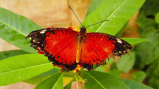 热带奶草1号(慢动)上挂有被割碎翅膀的红丝蝴蝶视频