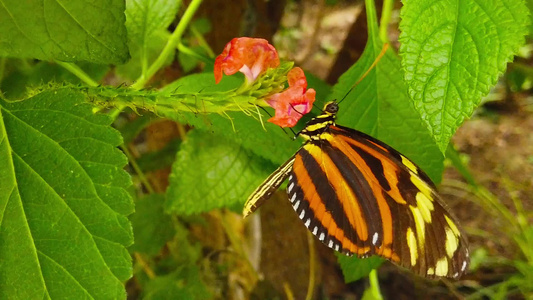 收集花蜜1号(慢动作)的老虎条纹长翼蝴蝶视频