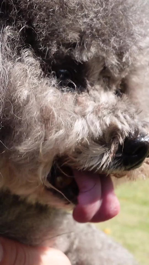 城市公园遛泰迪小狗宠物素材宠物狗28秒视频