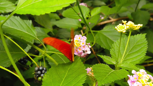 3(慢动作) 在亚特兰大camiara花上的朱莉娅蝴蝶视频