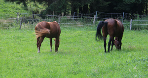 棕色的马在草地上26秒视频